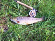 User submitted picture: Manistee River Brown. The...