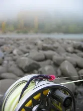 User submitted picture: Bunny Leach