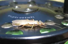 User submitted picture: Eleven Mile Canyon Adult ...