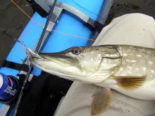 User submitted picture: Pike on fly