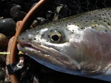 User submitted picture: Head