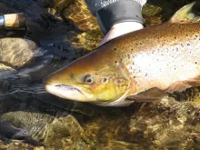 User submitted picture: Scotland West-coast
Catc...