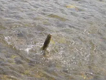 User submitted picture: Medium sized grayling tak...