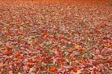User submitted picture: A natural red carpet.