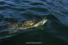 User submitted picture: 8,7kg pike on a fly