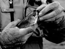 User submitted picture: C&R ,Nikon F70, Zoom Niko...