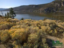 Computer screen wallpaper: Sage brushes along a lake shore in BC