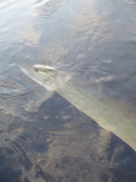 User submitted picture: Musky being revived after...