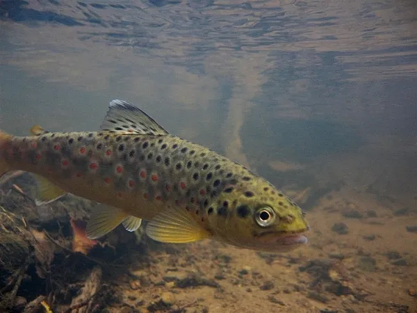 User submitted picture: ...:Small brown trout fro...