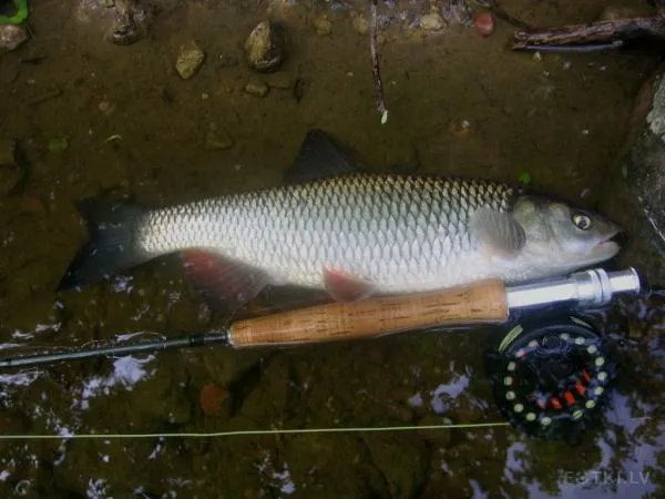 User submitted picture:  Chub on a dry fly....
