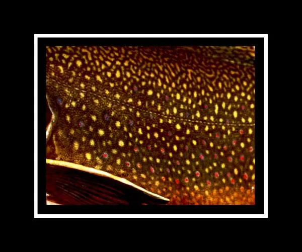 User submitted picture: Fontinalis, Nikon F70, Zo...