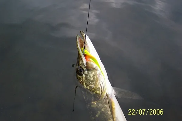 User submitted picture: mini predator perfection ...