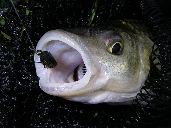 User submitted picture: Foam beetle strikes again