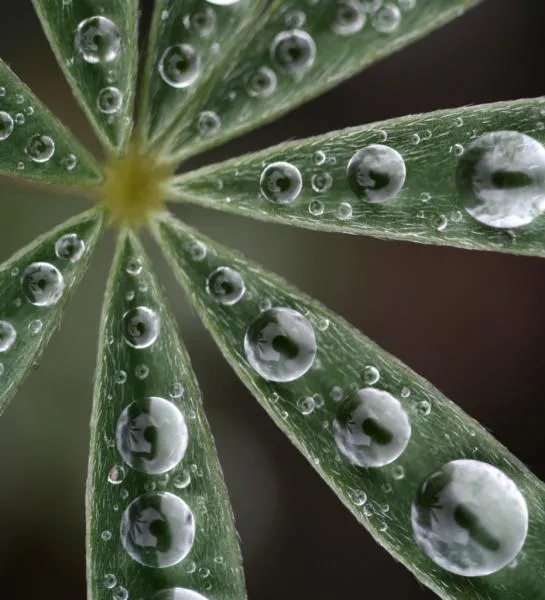 User submitted picture: Lupin after the rain