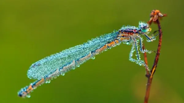 User submitted picture: Morning Damselfly
