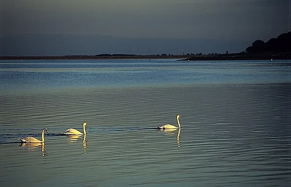User submitted picture: Swans in the evening 