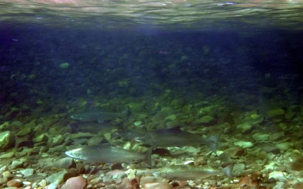 User submitted picture: Underwater