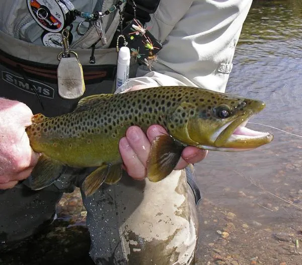 User submitted picture: Autumn brown from the upp...