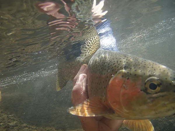 User submitted picture: A winter Rainbow swimming...
