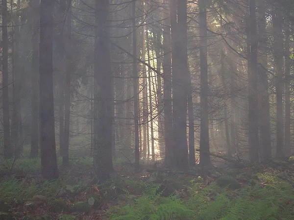 User submitted picture: A misty eve on a trout st...