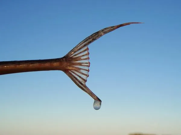 User submitted picture: Tail of an Loricariichtyh...