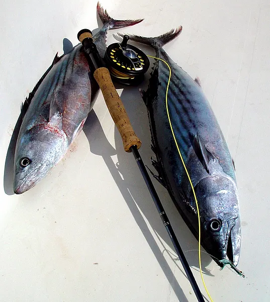 User submitted picture: harsh winds, raving waves...