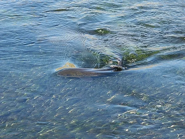 User submitted picture: A typical brown on 7x tip...