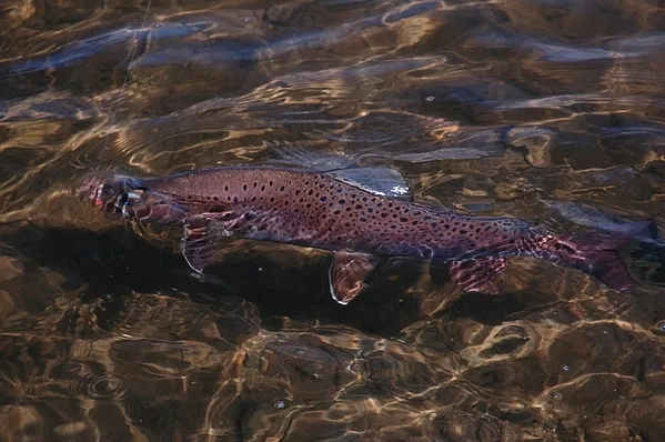 User submitted picture: Trout from Mongolia river