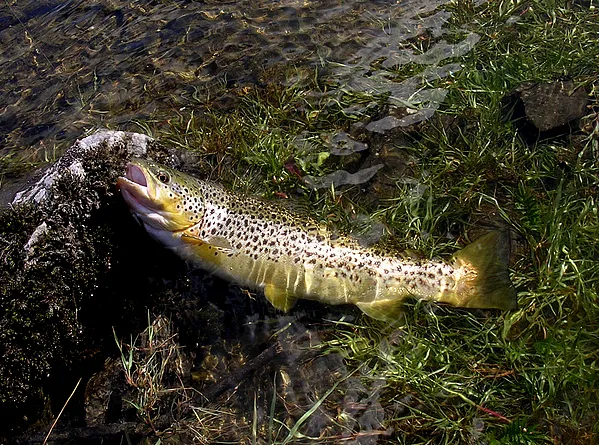 User submitted picture: Wild Brown Trout