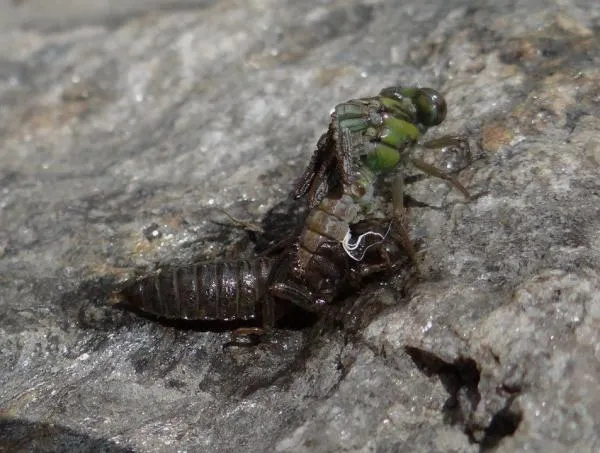 User submitted picture: dragon fly transformation