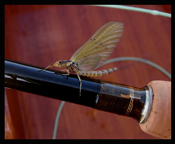 User submitted picture: >Mayfly<