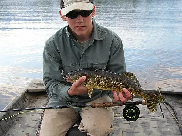 User submitted picture: Walleye on the fly.