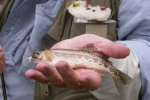 User submitted picture: Not so large!