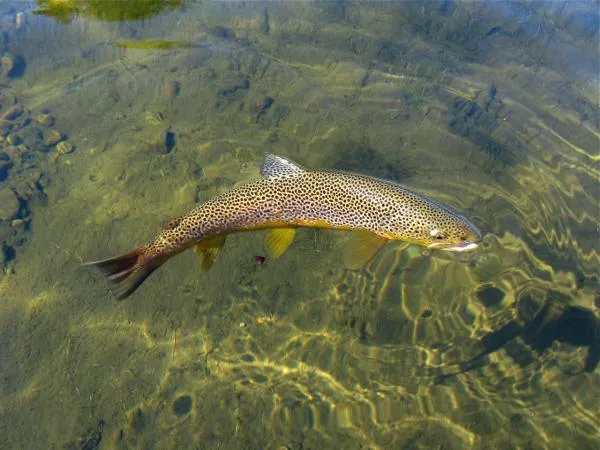 User submitted picture: Uper Namsen river by Pasc...