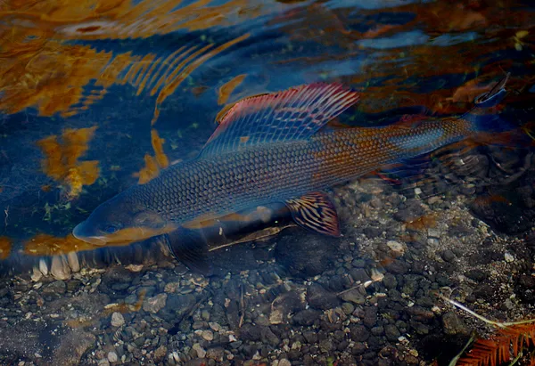 User submitted picture: Grayling