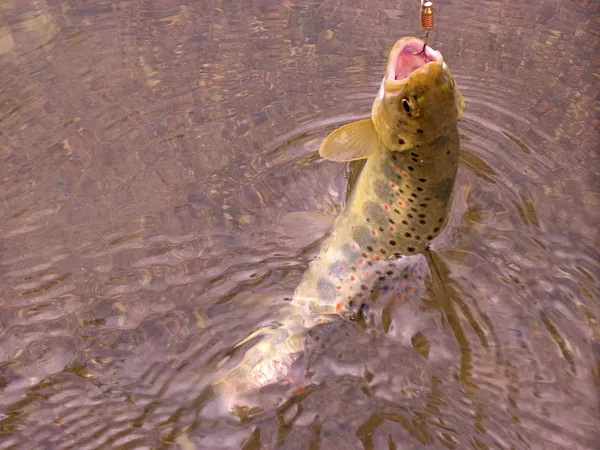 User submitted picture: Beautiful fish