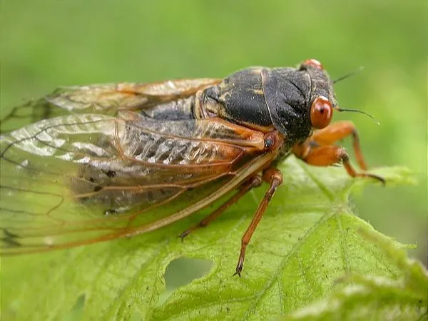 User submitted picture: Brood X is made up of thr...