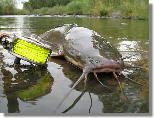 User submitted picture: river cat