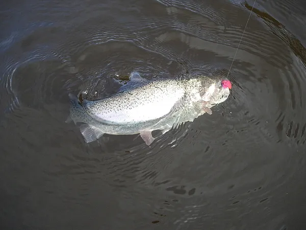 User submitted picture: rainbow trout has take th...