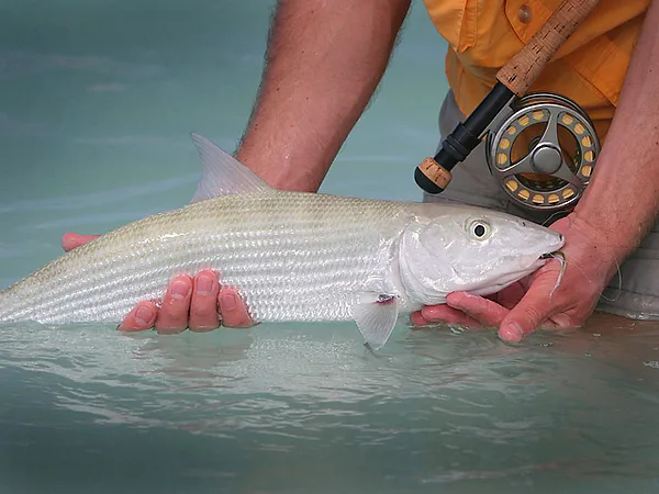 User submitted picture: Bonefish - moments before...